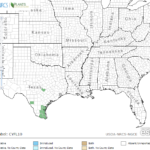 Rio Grande Flat Sedge Locations in Southeast US