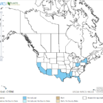 Umbrella Flat Sedge Locations in North America
