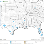 Umbrella Flat Sedge Locations in Southeast US