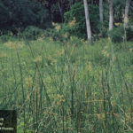 jointed flat sedge