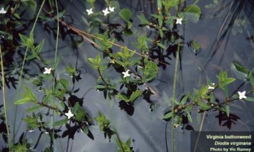 virginia buttonweed top view