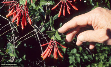 Coral honeysuckle flower