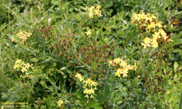 St johns wort top view