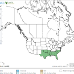 Waterspider Orchid Locations in North America