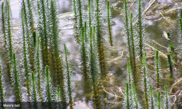 mare's tail full view