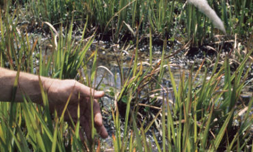 cogongrass