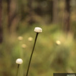 pipewort flower