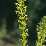 waterspider orchid flower