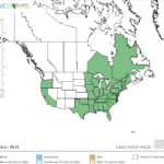 Green Arrow Arum Locations in North America
