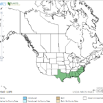 Hairy Primrose Locations in North America