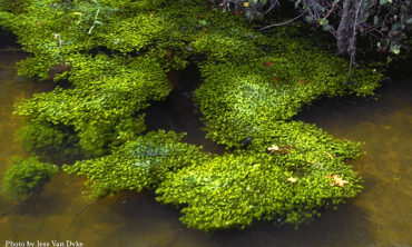 Shade mudflower covering water