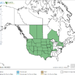 Spreading Yellowcress Locations in North America