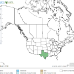 Texas Wildrice Locations in North America