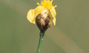 Yellow-eyed grass