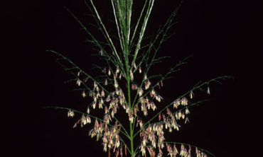 annual wild rice side view