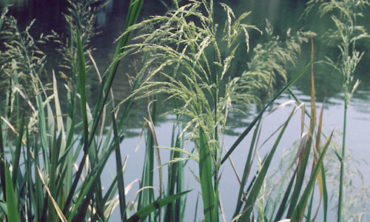 giant cut grass