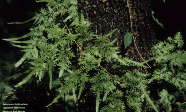 japanese climbing fern