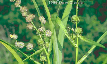 american bur-reed