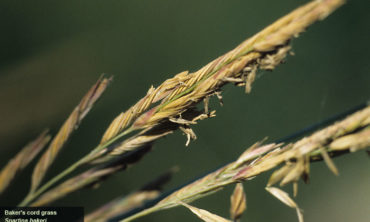 cordgrass close up