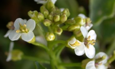 watercress flower