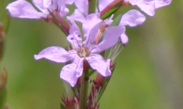 winged loosestrife flower