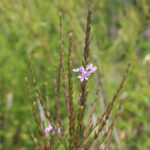 winged loosestrife side view