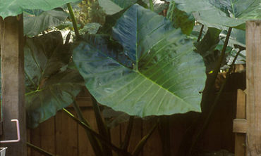 top of elephant ear leaf