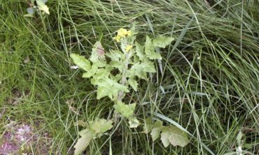 yellowcress top view