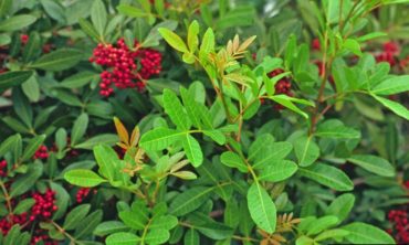 brazilian peppertree up close