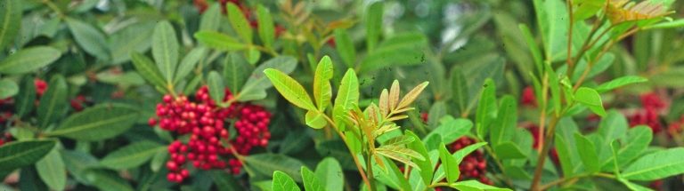 brazilian peppertree up close