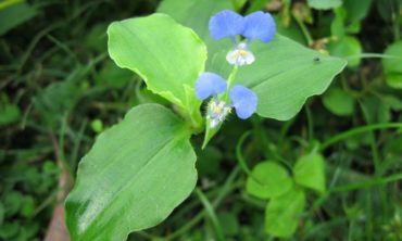 tropical spiderwort top view