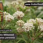 aquatic milkweed