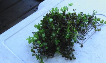 Bacopa