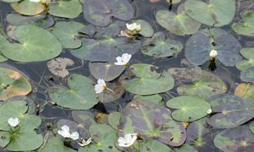 little floating heart