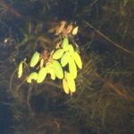 variable leaf pondweed