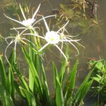Texas Spider Lily