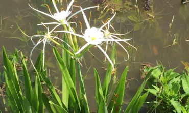 Texas Spider Lily