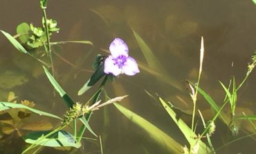 Birdbill dayflower