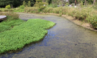 Water Clover