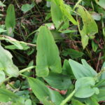 Pickerel Weed leaves