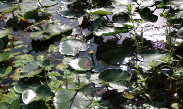 Spatterdock