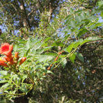 Trumpet Vine with flowers