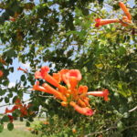 Trumpet Vine with flowers