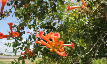 Trumpet Vine with flowers