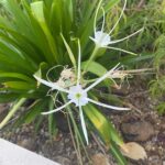 Texas spider lily in ornamental garden