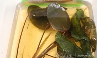 pondweed in water