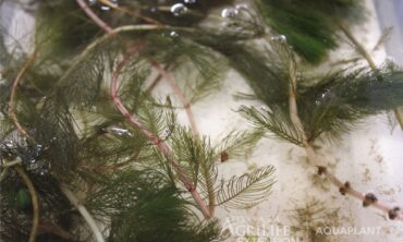 watermilfoil in water