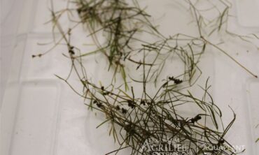 pondweed in water